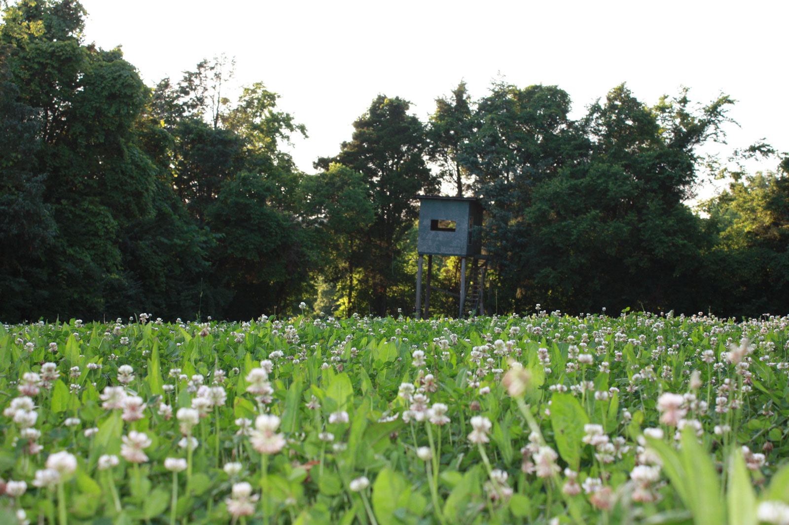 Combination Planting | Buck Forage: Keep Deer On Your Land Year-Round