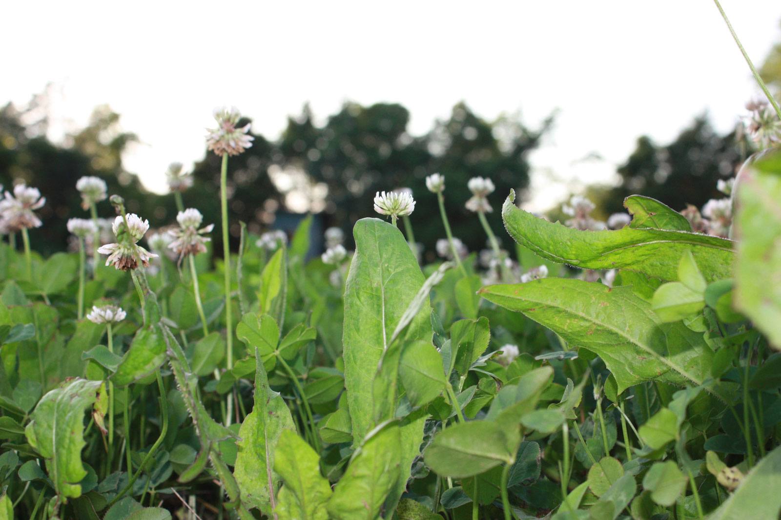 Combination Planting | Buck Forage: Keep Deer On Your Land Year-Round